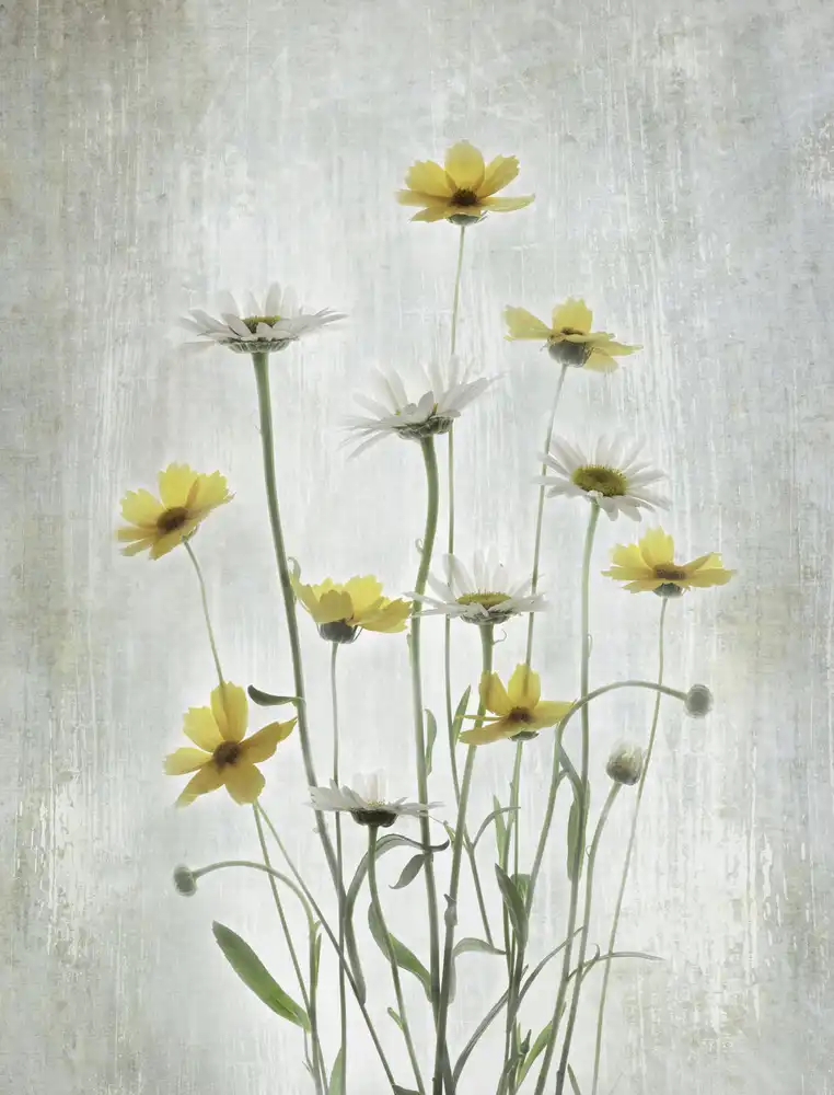 Binbin, L.: Summer Flowers