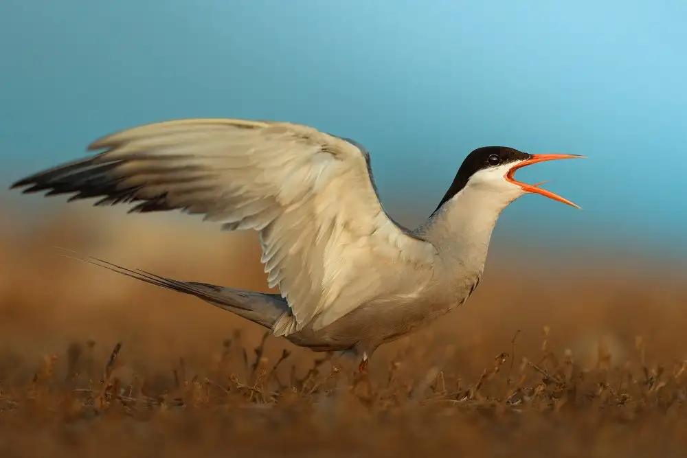 Sobhi, Ahmed: white-cheeked tern