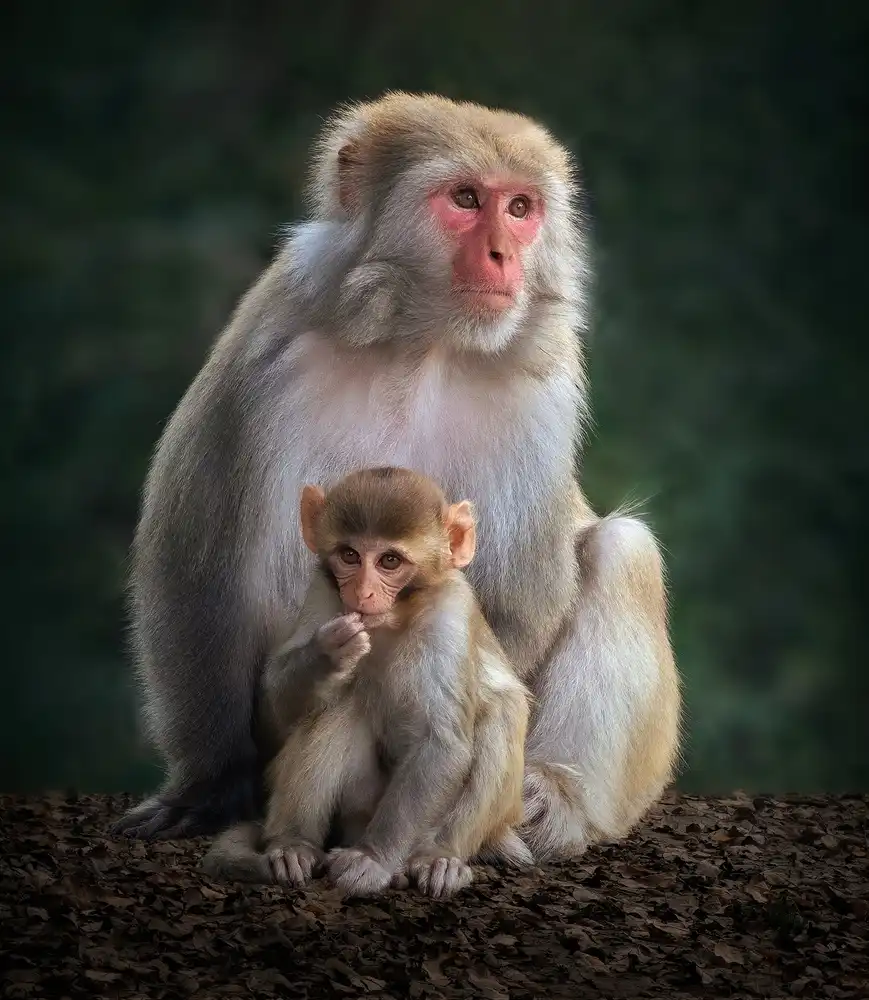 Reza, Nayyer Sayyed: Me and Mamma