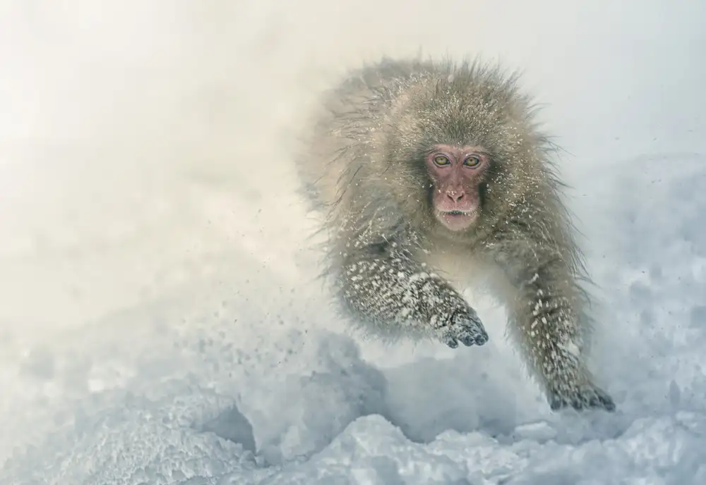 Deng, Larry: Corsa sulla neve