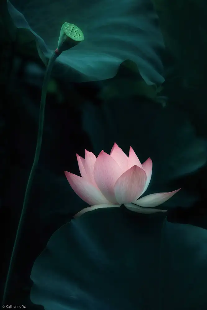 Catherine, W.: Lotus Flower