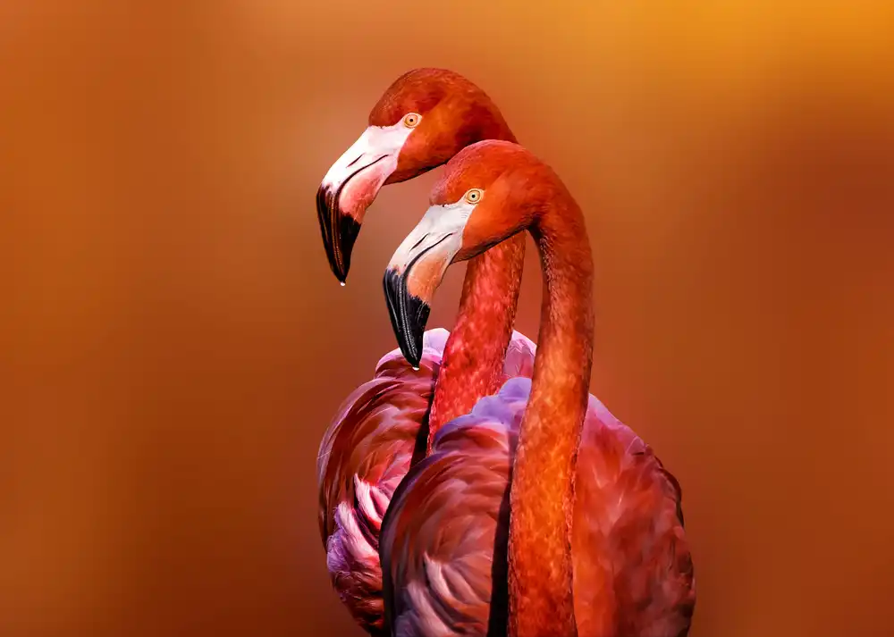 Reames, Richard: Flamingo Portrait