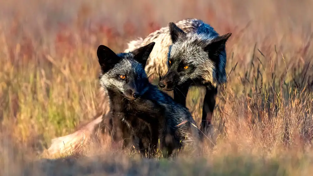 Fischer, Jie: Black Foxs