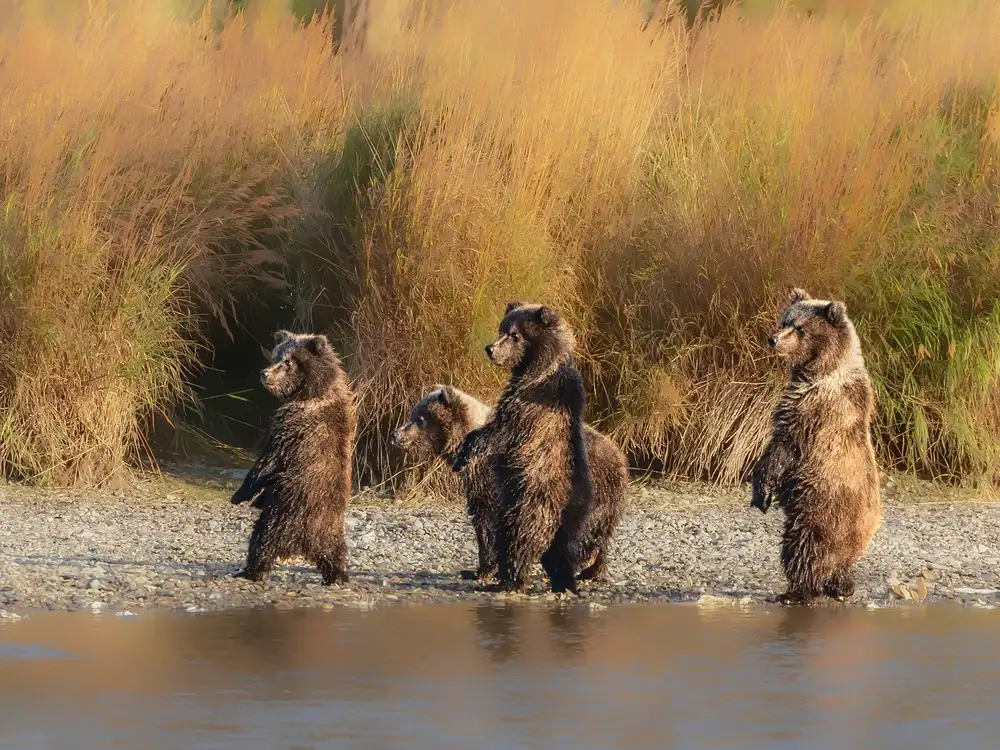 Wei, and Siyu: cuccioli di orso
