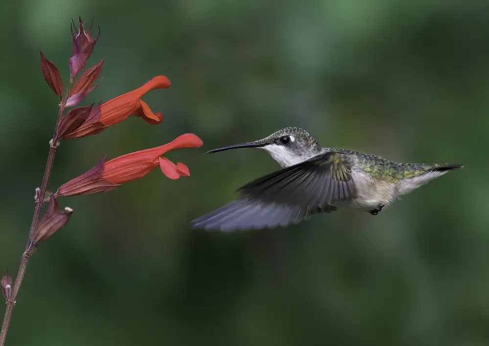 Binbin, L.: Flying Hummingbird