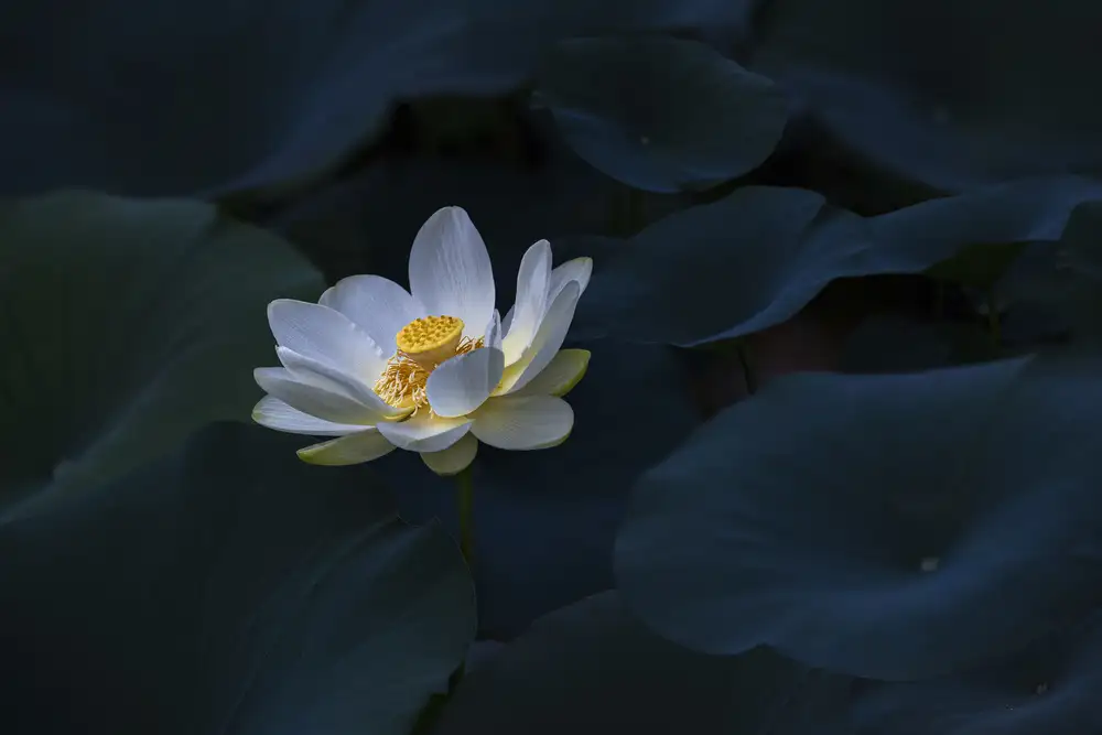 Chia, S. James: Yellow Lotus