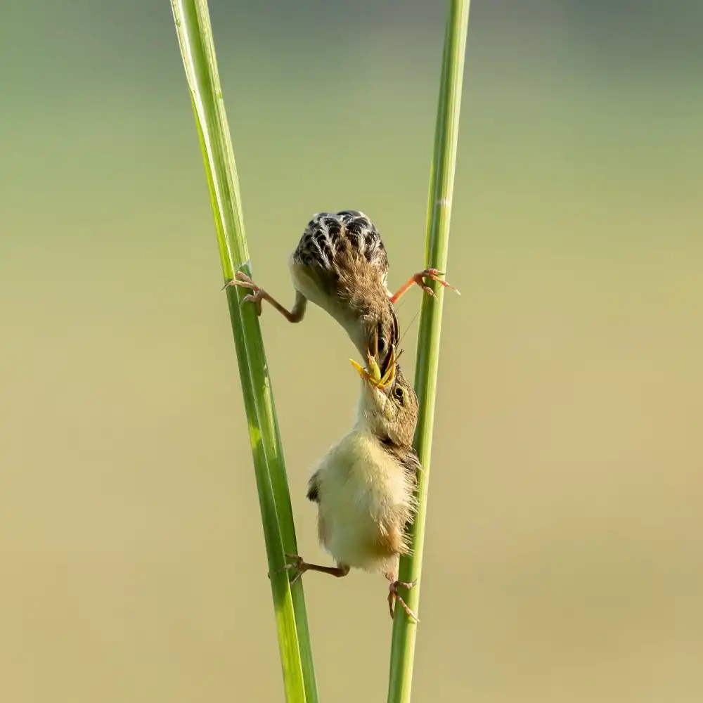 Suhardjo, Lisdiyanto: Pták kungfu