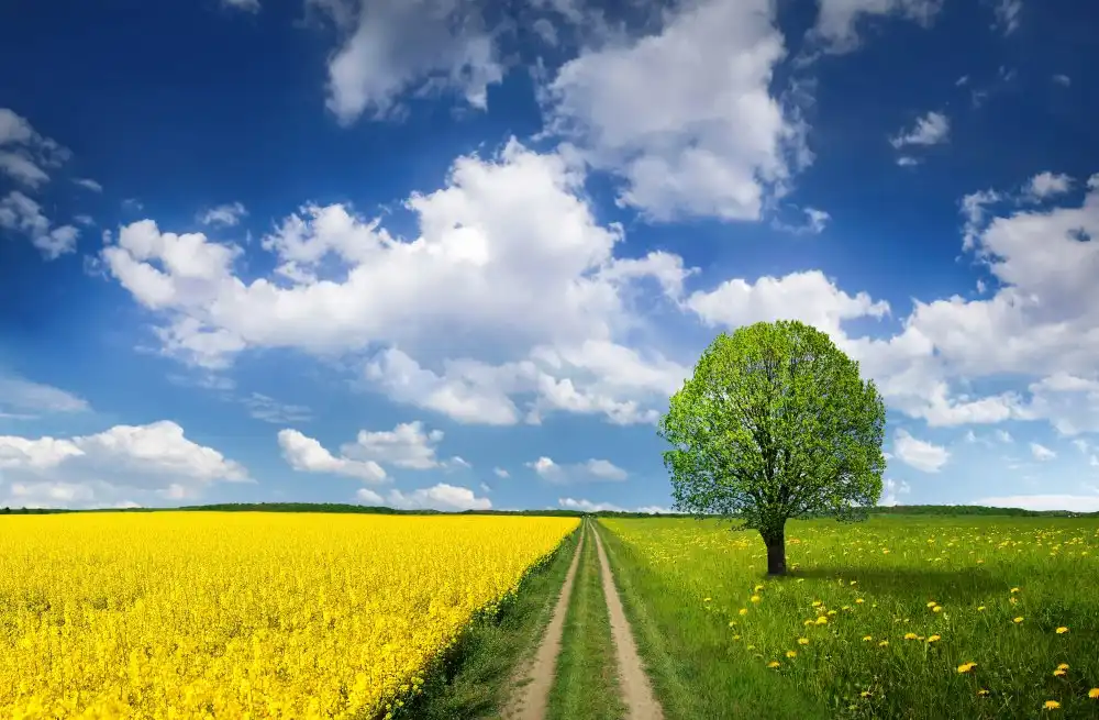 Hamiti, Bess: Printemps