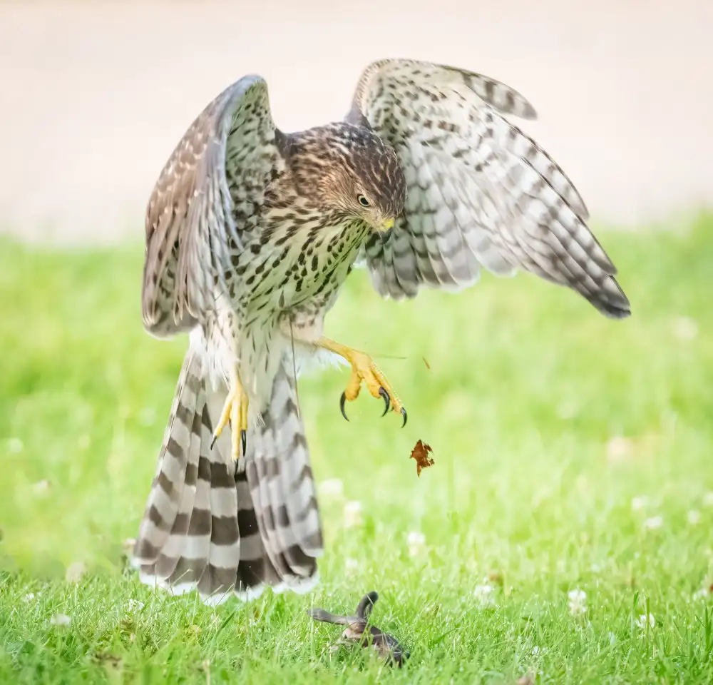 Li, Qing: Catching practice