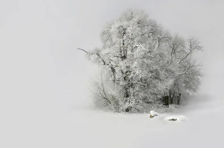 Schumacher, Nicolas: Winter filigran_Winter filigree