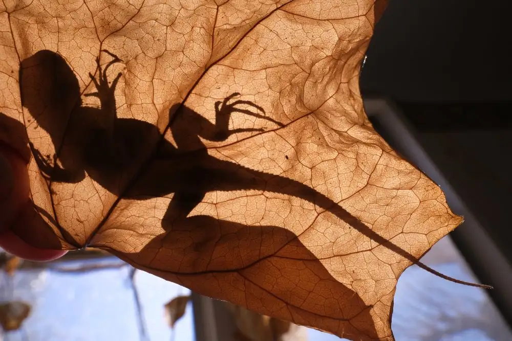 Harter, Sydney: Lizard in Abandoned House