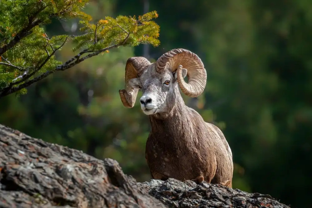 Wei, and Siyu: pecore bighorn nelle Montagne Rocciose