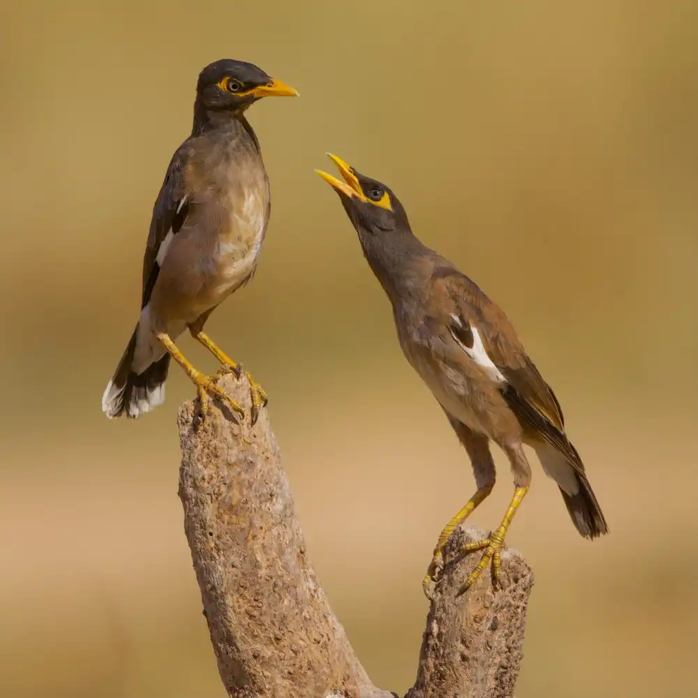 Manusevich, David: Mynas comune