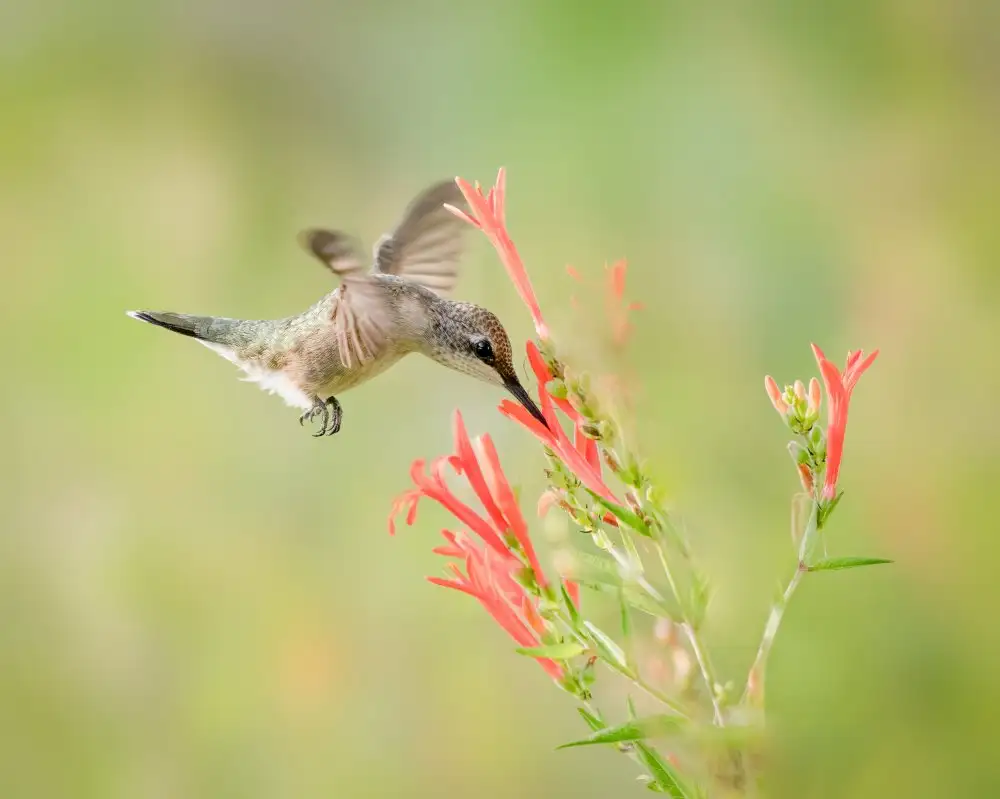 Li, Alex: Colibri à gorge rubis