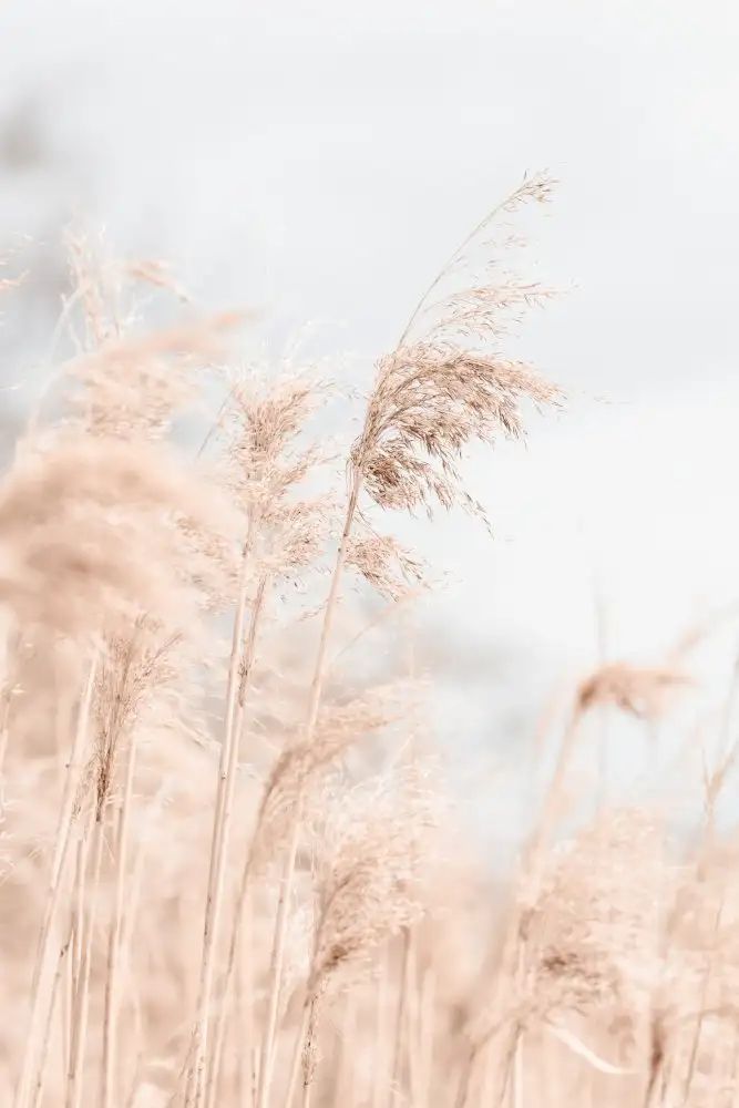 Studio, Pictufy: Grasschilf und Himmel_1