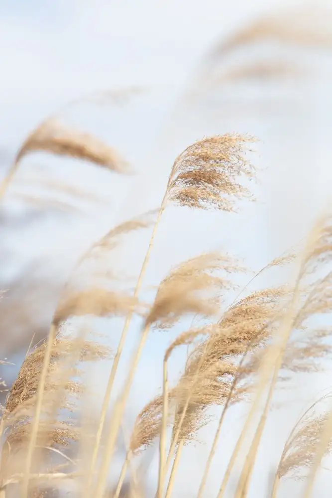 Studio, Pictufy: Grasschilf und Himmel_2