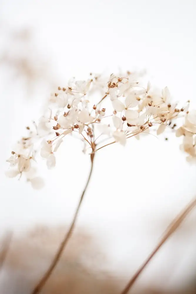 Studio, Pictufy: Fiore morbido essiccato_marrone