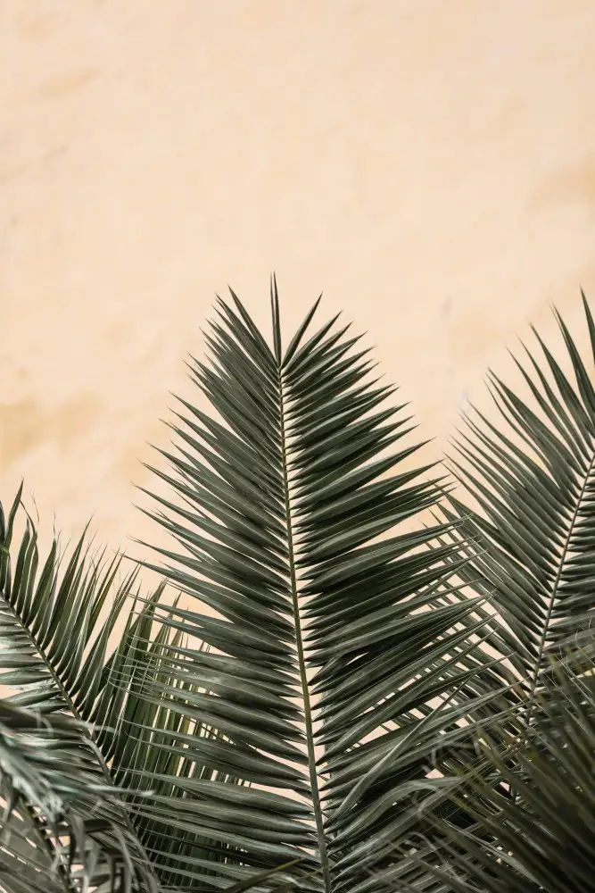 Studio, Pictufy: Palmblätter und Wand_1