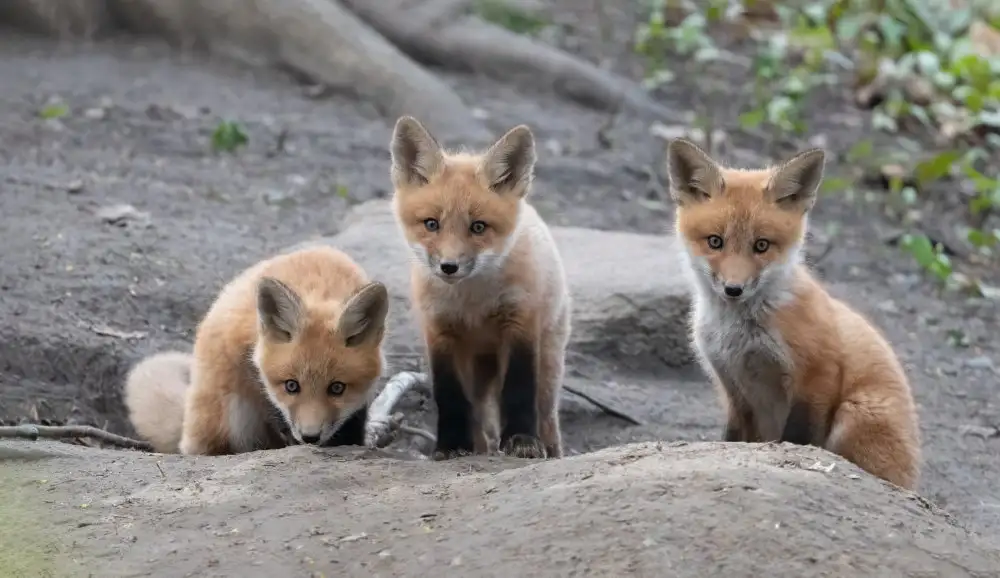 Li, Qing: fox