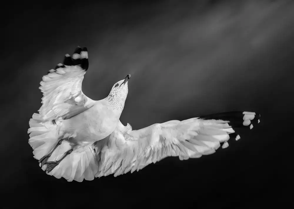 Zeng, Kenneth: Volare verso il Sole II