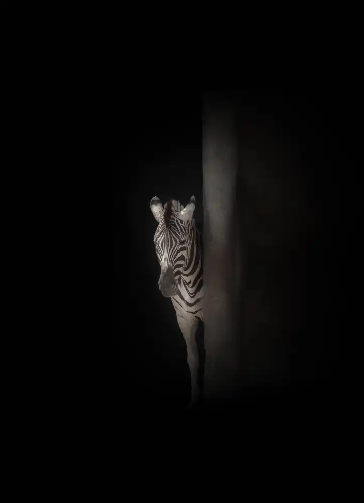 KaMerA: zebra