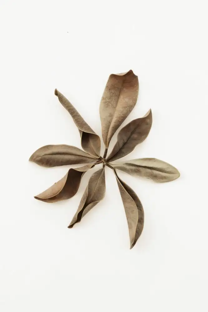Studio, Pictufy: Feuilles séchées_3