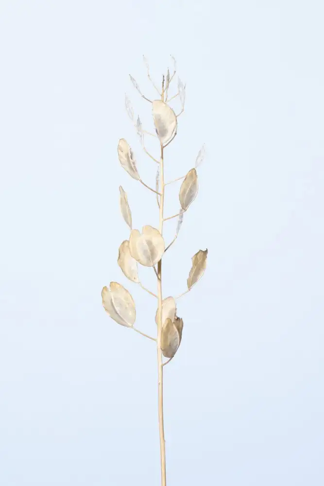 Studio, Pictufy: Plante séchée solitaire_bleu clair
