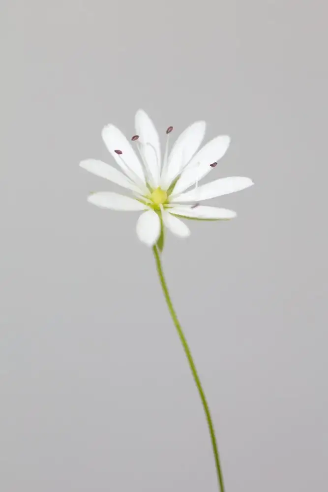 Studio, Pictufy: Petite fleur blanche_1