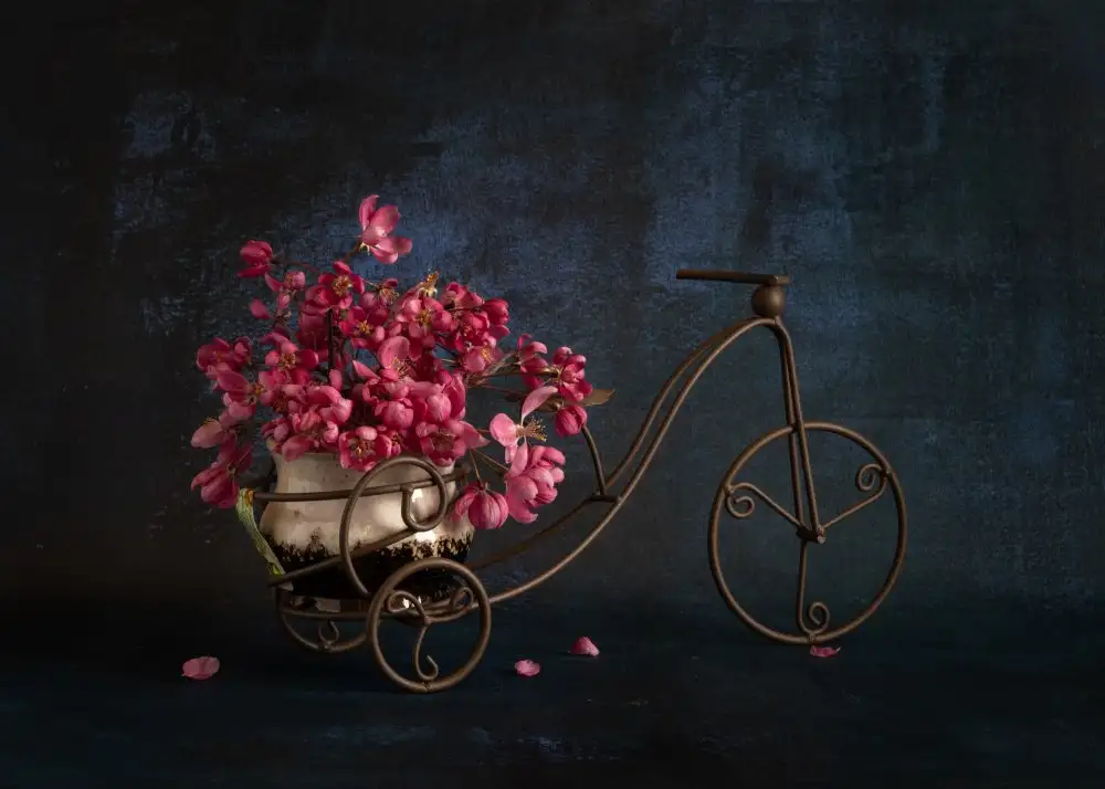 Li, Qing: begonia flower