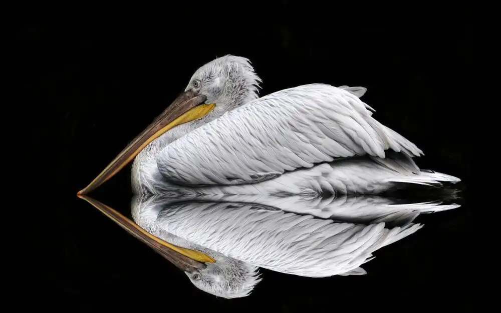 Limberg, Huib: Mirrored the Pelican