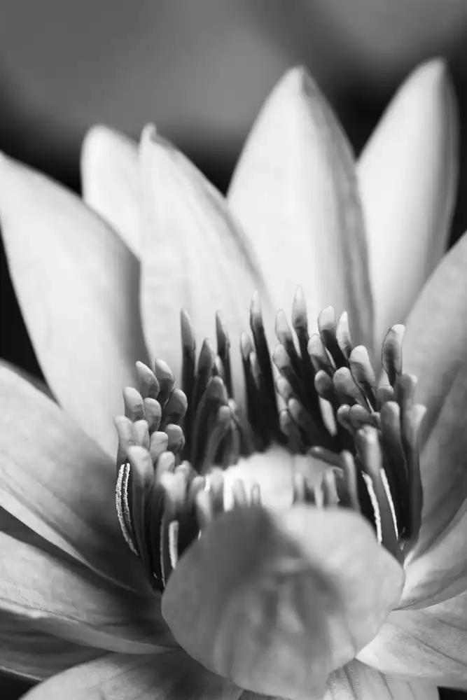 Studio, Pictufy: Fiore,da vicino