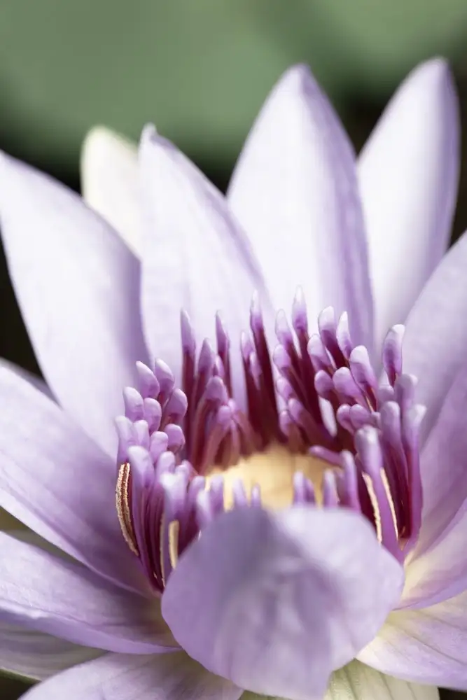 Studio, Pictufy: Fleur violette gros plan