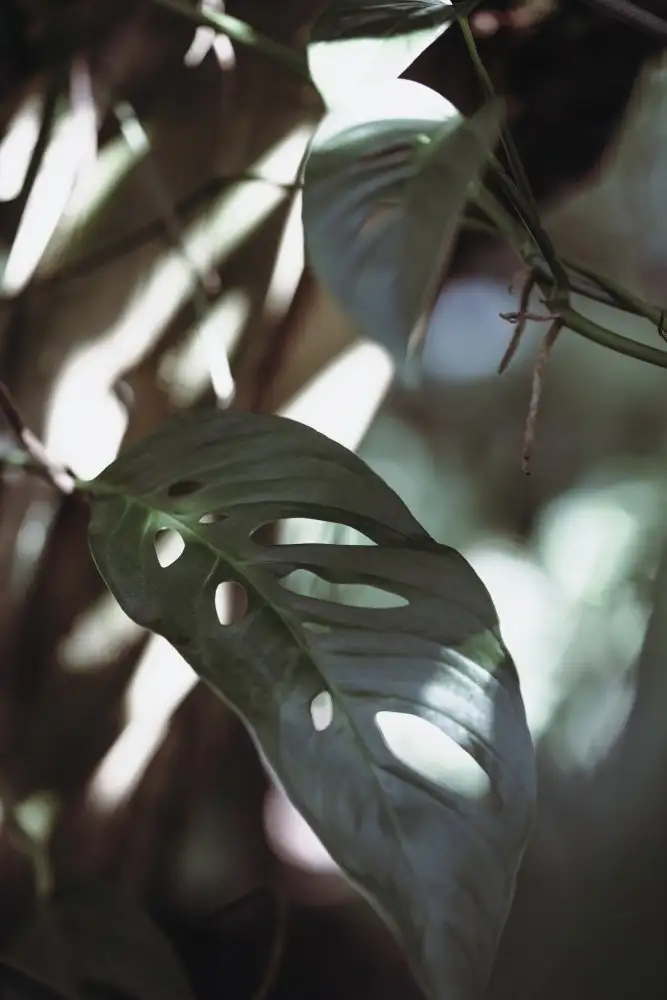 Studio, Pictufy: Monstrea verlässt die Natur_1