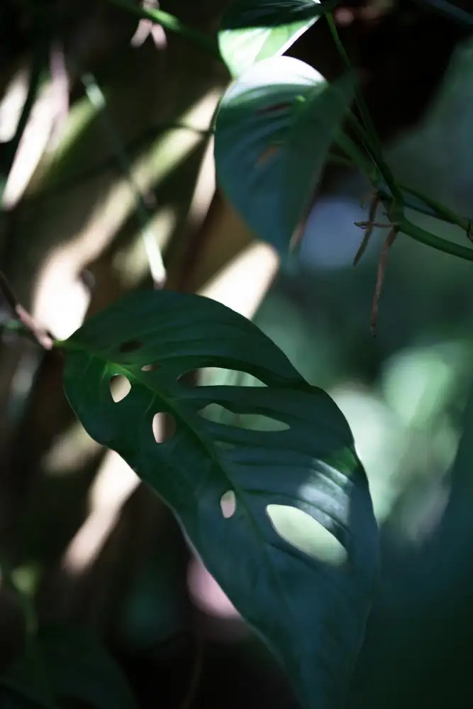 Studio, Pictufy: Monstrea laisse Nature_2