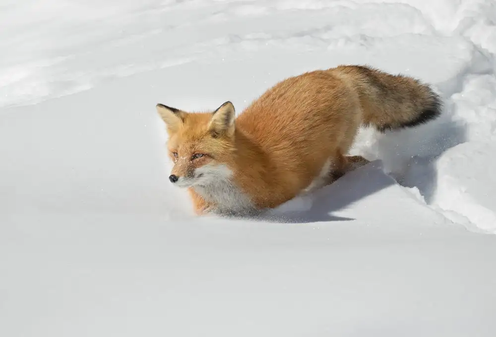 Suo, Jasmine: Crossing the snowfield!