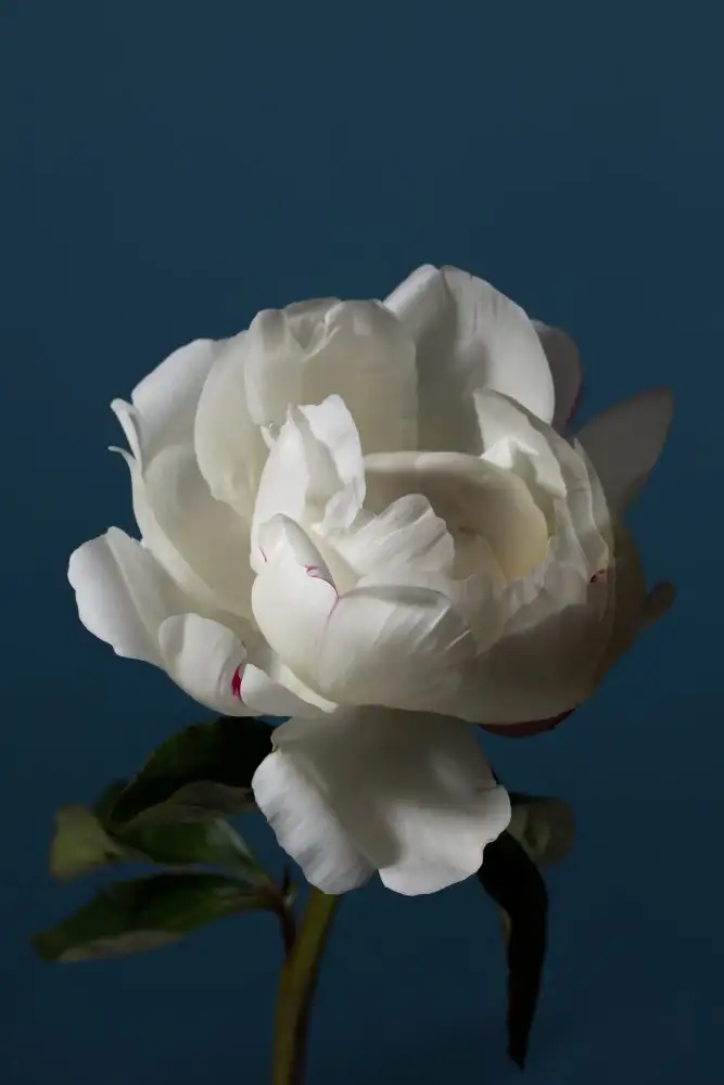Studio, Pictufy: Pfingstrose_4