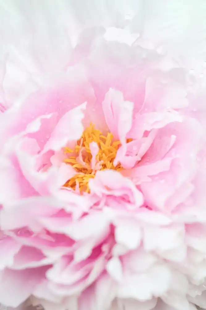 Studio, Pictufy: Peonia_6