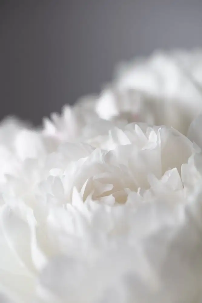 Studio, Pictufy: Pivoine_15