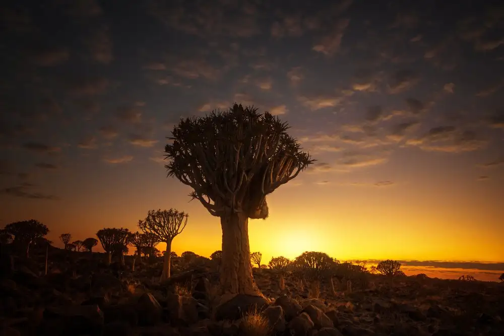 Joanaduenas: Al amanecer 7R45806