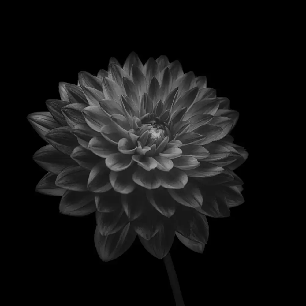 Grønkjær, Lotte: Dahlia