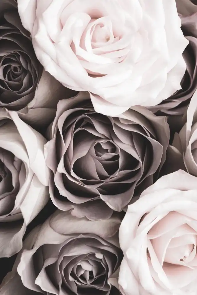 Studio, Pictufy: Rose