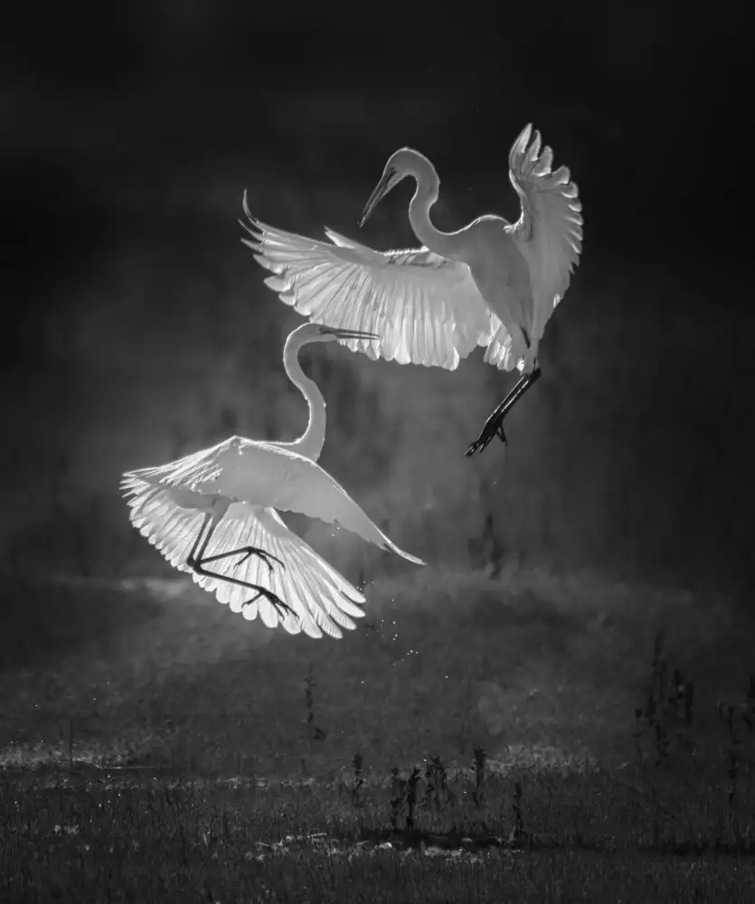 Zhang, Joan: The dance of egrets