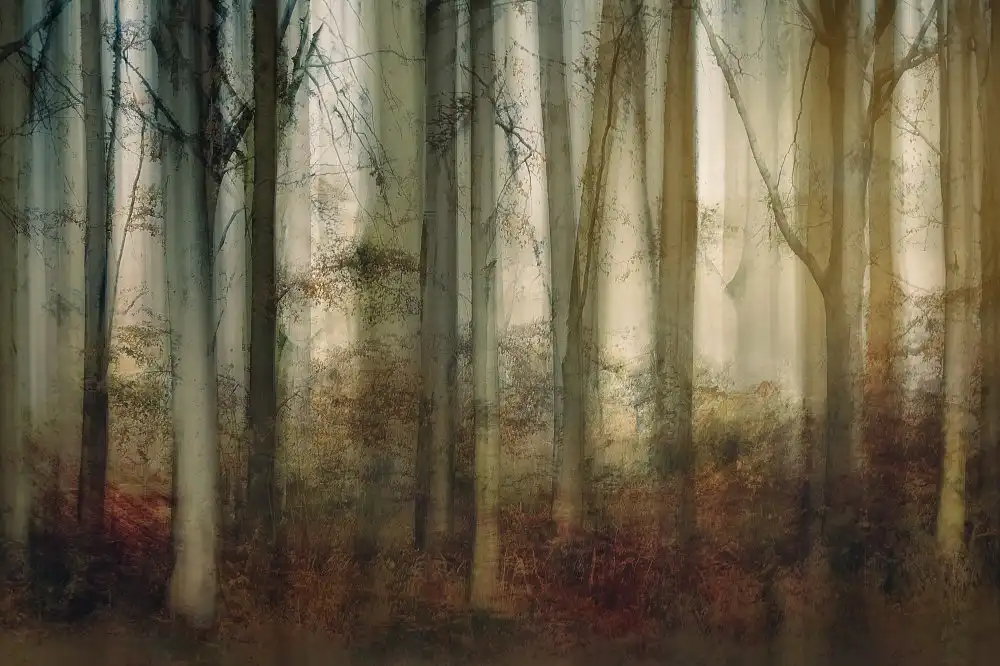 Talen, Nel: Autumn light