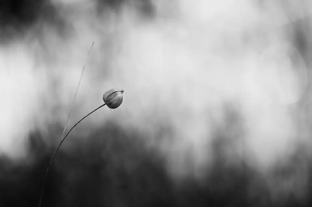 Grønkjær, Lotte: Flax after flowering