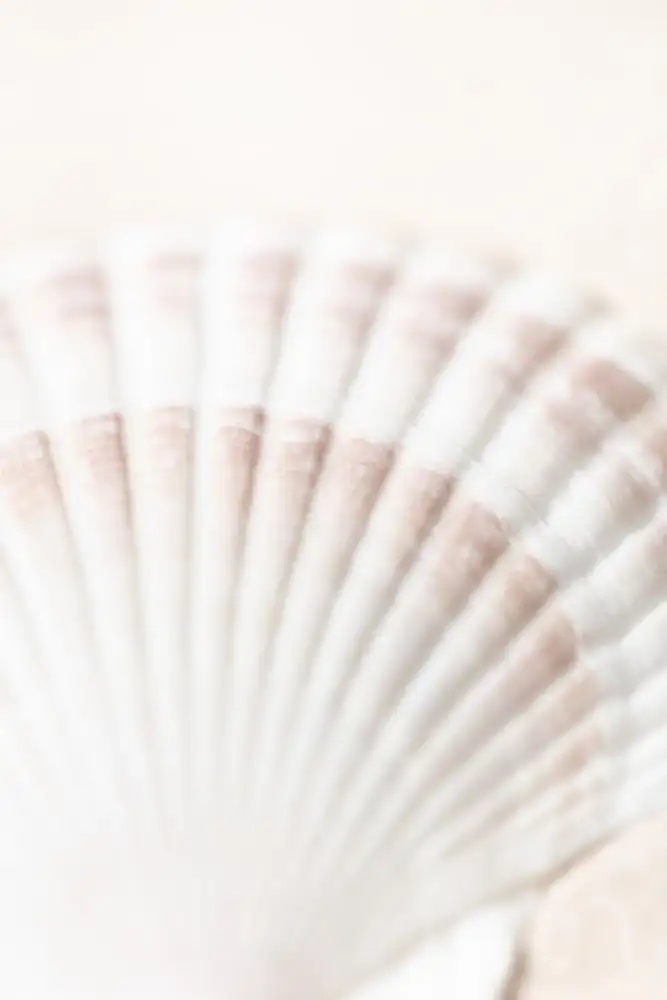 Studio, Pictufy: Coquille