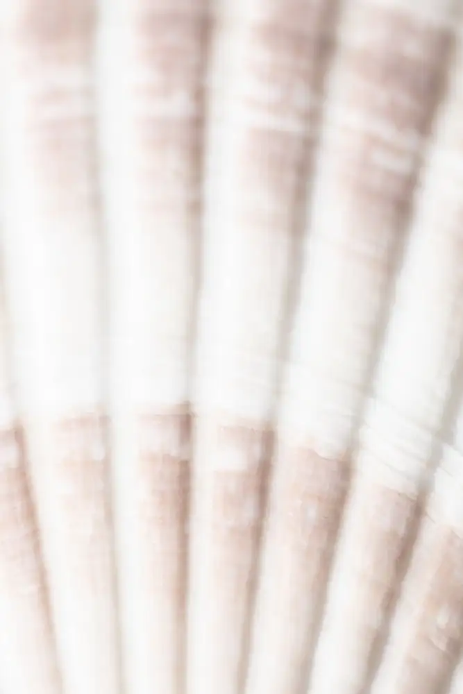 Studio, Pictufy: Coquille_2
