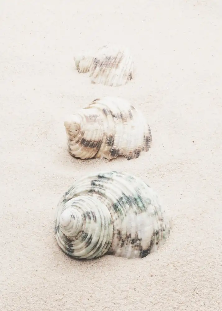 Studio, Pictufy: Coquilles