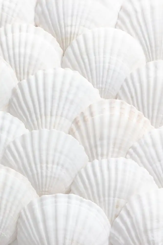 Studio, Pictufy: Coquilles_3