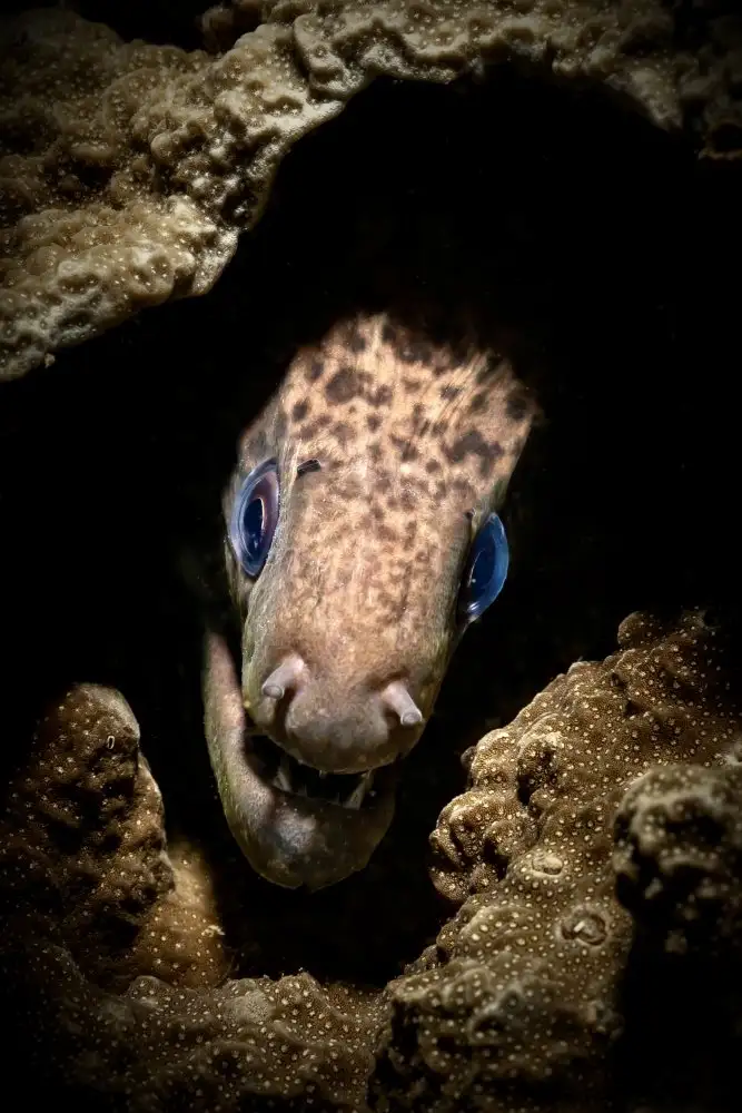 Melesan, Serge: Moray Eel portrait