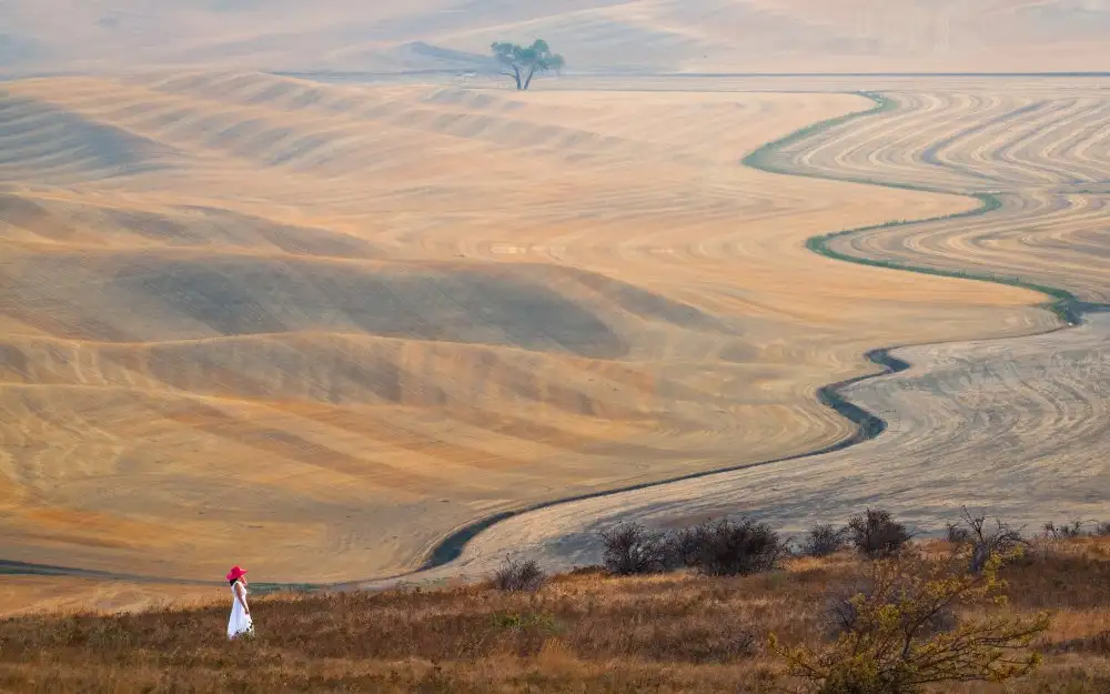 Chen, J. John: La curva a Wheatfield